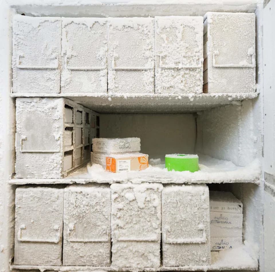 Drevne bakterije iz jantara: studenti Cal Poly tragaju za novim antibioticima — podseća na 'Jurassic Park'