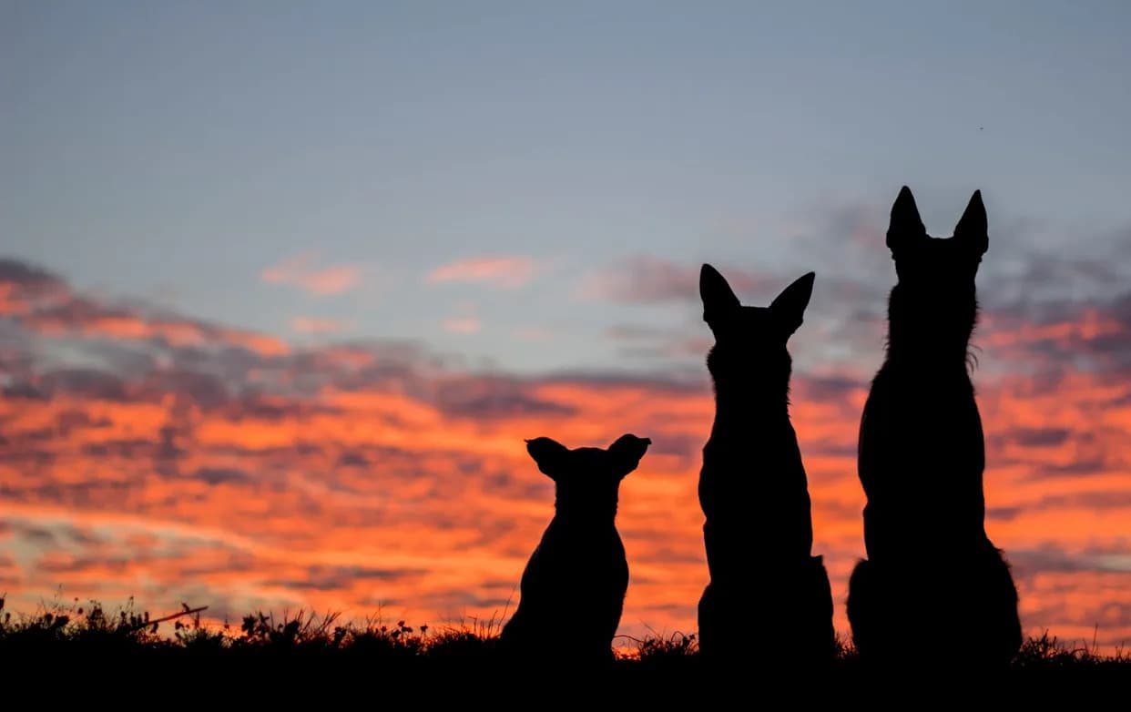 Savremene Pasme Pokazuju Neočekivano Povećanje Mozga, Studija Objašnjava Moguće Razloge