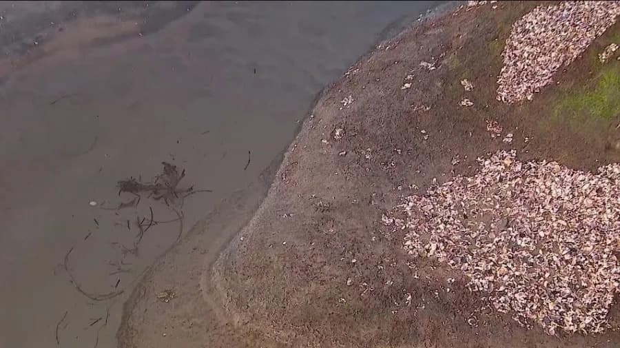 Kraljevski plimni talasi u San Dijegu otkrivaju skrivene morske vrste — Wildcoast poziva na odgovorno ponašanje