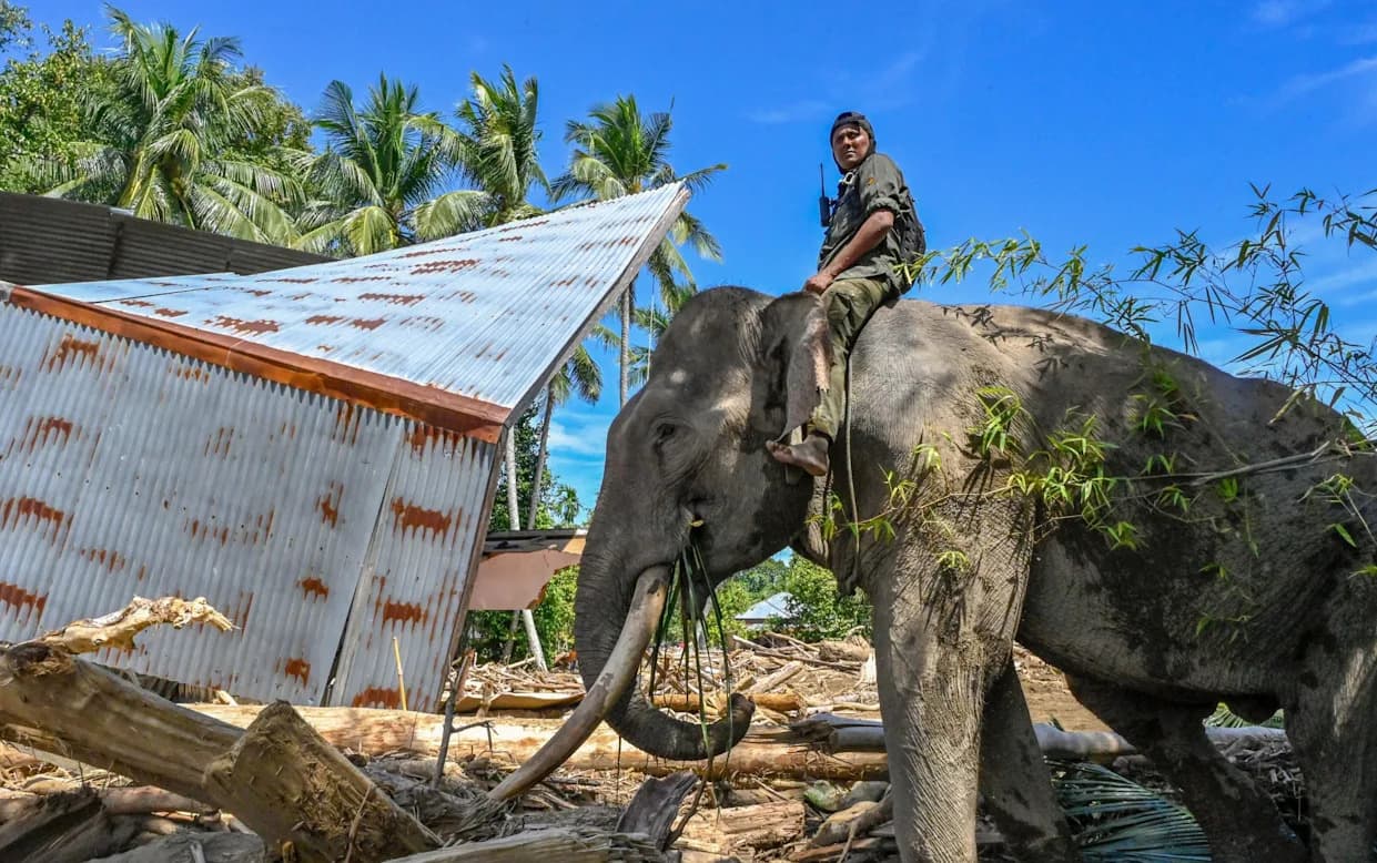 Pozvani slonovi: Sumatra koristi 'blage divove' u čišćenju posle razornog ciklona