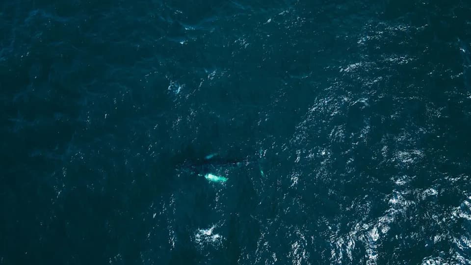 Alarm Zbog Porasta Zaplitanja Kitova Uz Obalu Kalifornije: „Naše Mere Nisu Dovoljne“