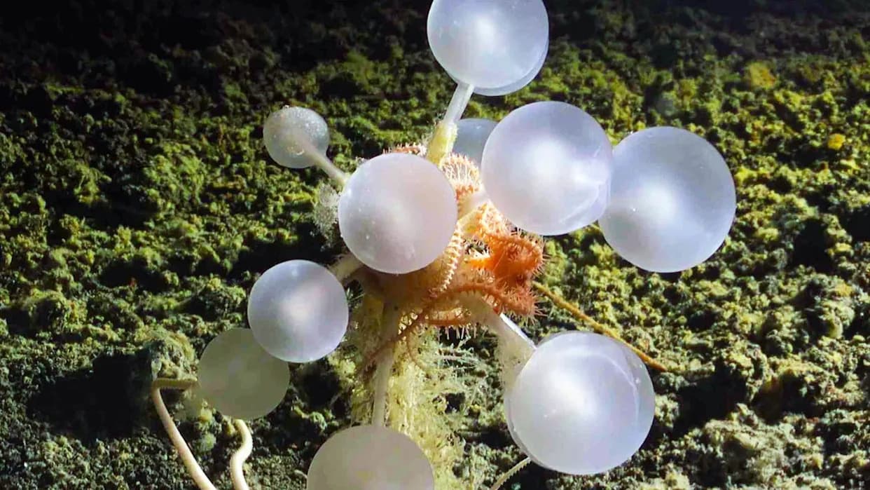 Spužva Sa „Kukama“ U Obliku Sfere: Najbizarnije Otkriće Na Antarktičkom Morskom Dnu