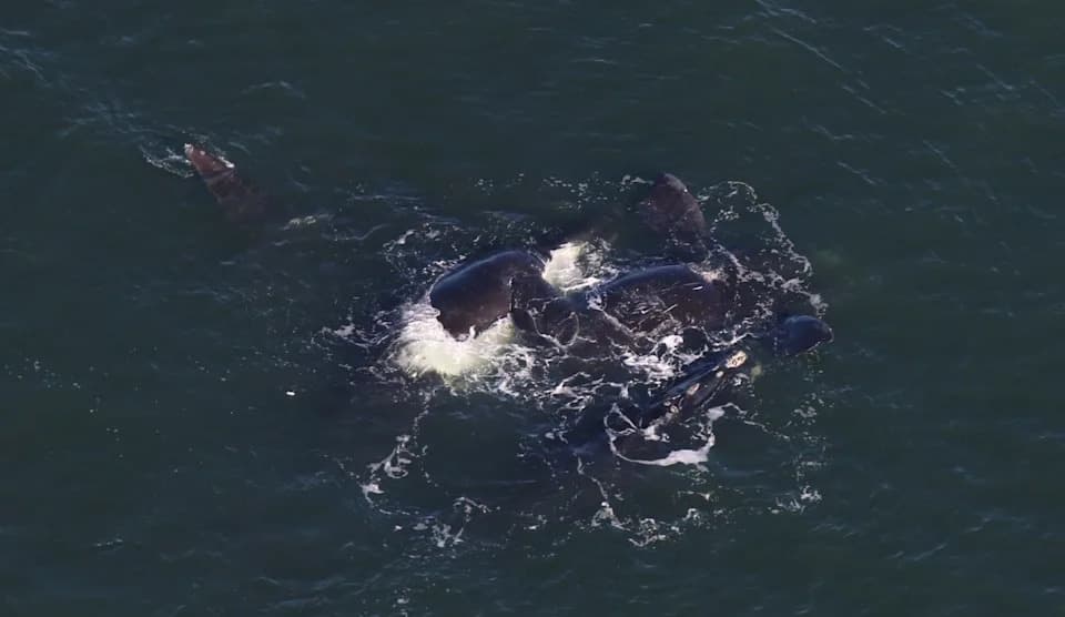 Deset kritično ugroženih pravih kitova stiglo u Cape Cod Bay — počela sezona, dok jedan kit bori se sa opasnim zapletenjem