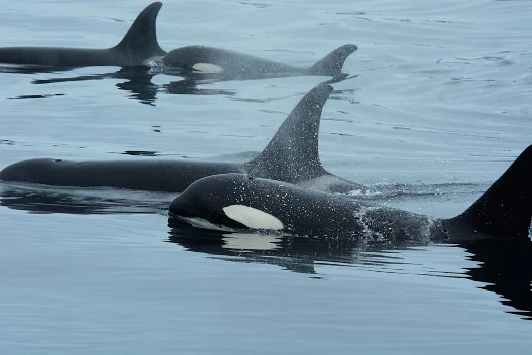 Orke i delfini udruženo love? Naučnici snimili moguću međuvrstnu saradnju