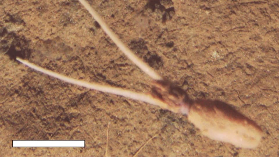 Neobična dubokomorska lignja „ukopana naglavačke“ otkriva novu taktiku — zabrinutost zbog rudarenja CCZ