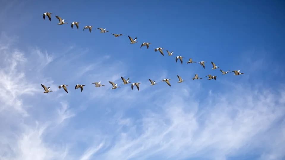 Naučnici Upozoravaju: Ptice Selice Imaju Manje „Goriva“ Za Migracije — Posledice Po Evropu