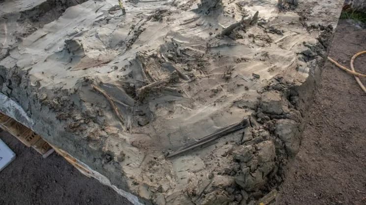 Tajanstveni ritual iz Kamenog Doba? Skelet psa i kosteni bodež star 5.000 godina otkriveni u švedskoj močvari