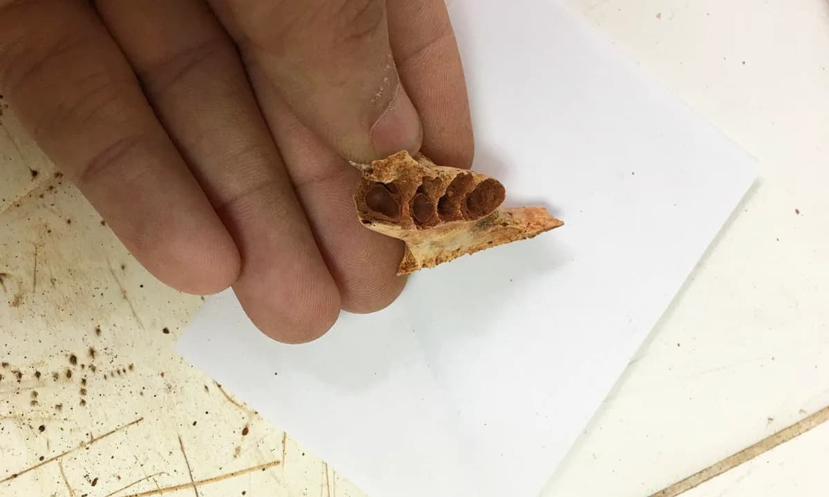 Otkriće: Drevne pčele su koristile fosilizovane kosti kao gnezda