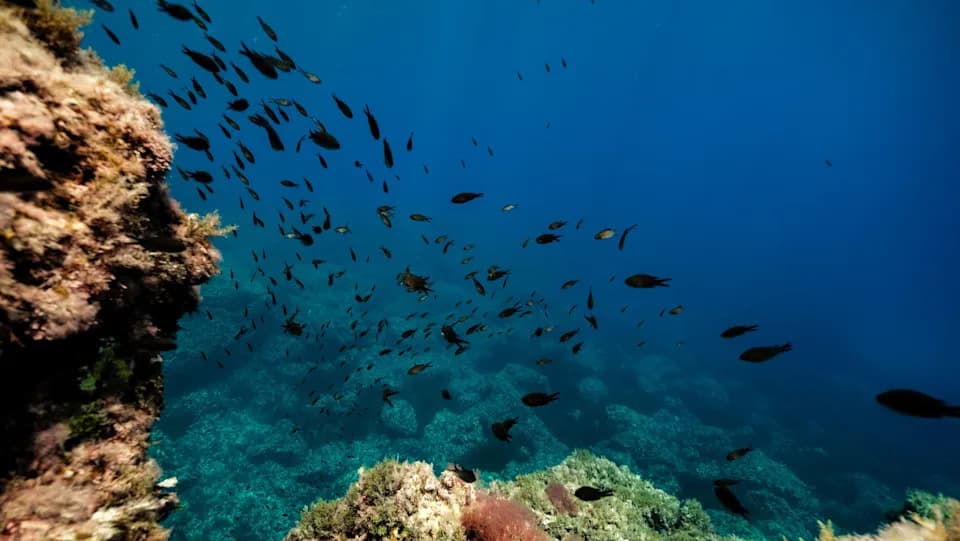 Naučnici Upozoravaju: Otpad Od Rudarenja Dubokog Mora Može Postati „U Suštini ‘Smešna Hrana’“ Za Plankton