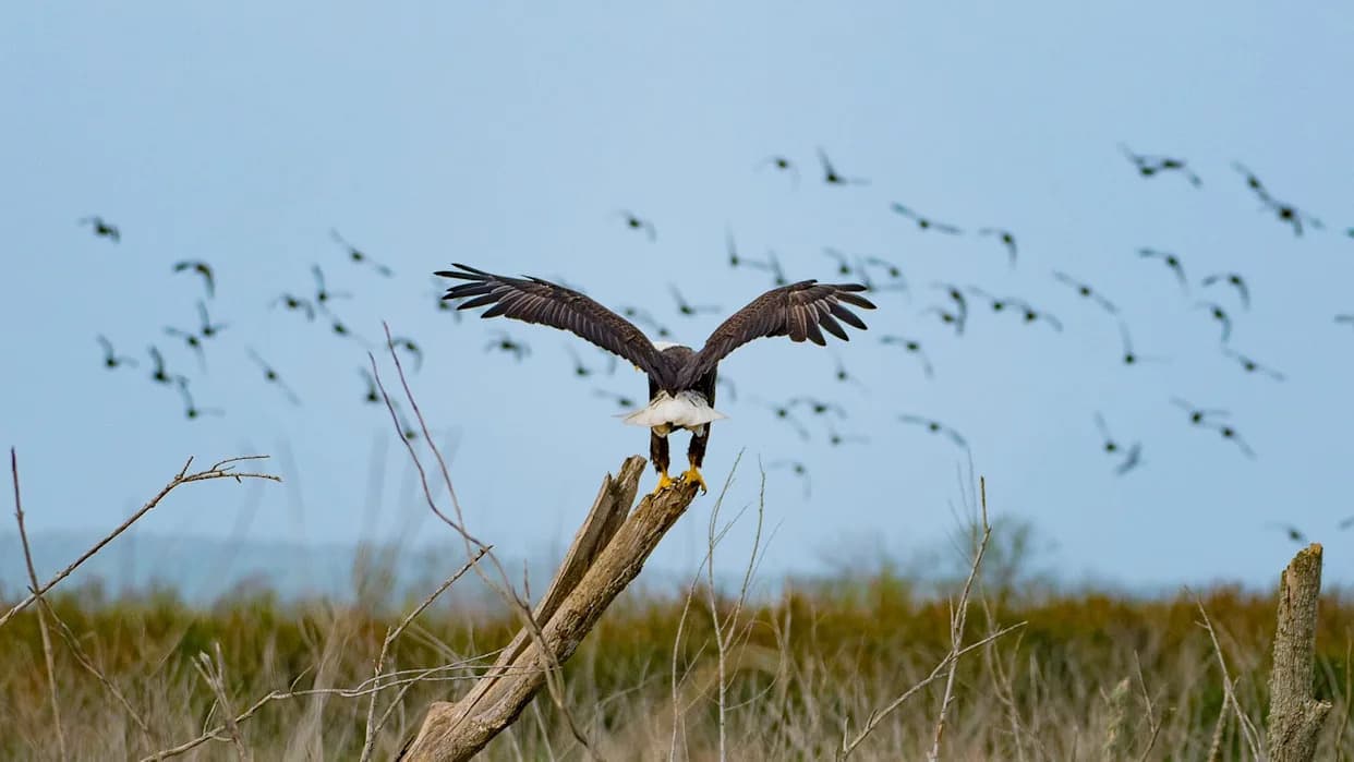 Beli Orlovi Iz Arizone Migriraju U „Pogrešnom“ Smeru — Naučnici Otkrili Zašto