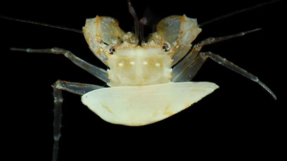 Naučnici Zaronili U Zonu Sumraka Ispod Guama: Otkrili Neviđene Vrste — Ali Našli I Naše Smeće