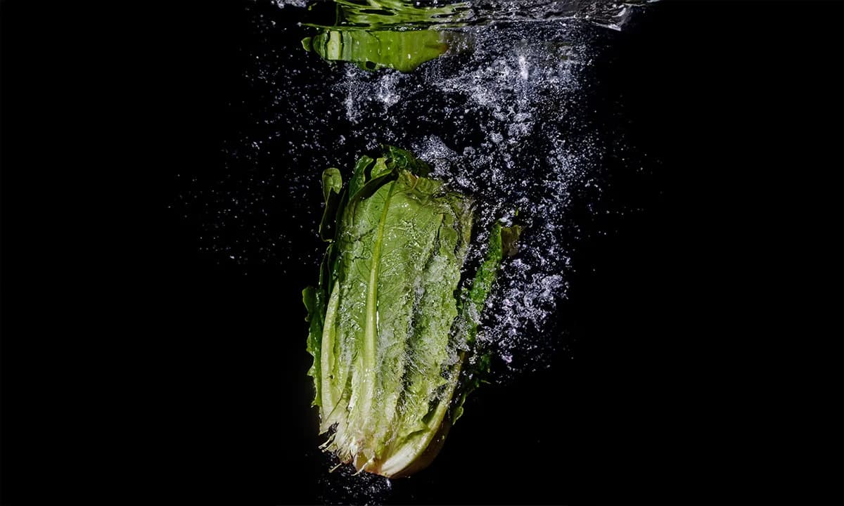 Zašto romaine salata brzo vene? Španski naučnici otkrili vodoljubive mrlje oko stomata