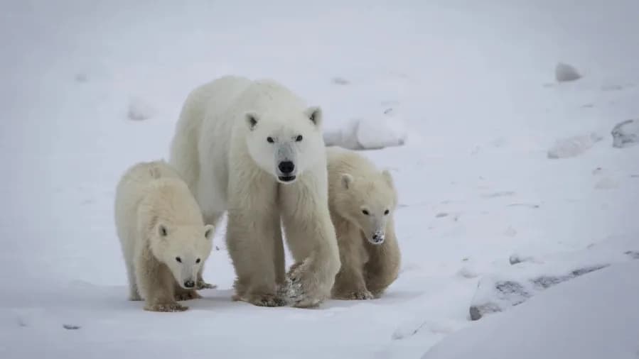 Polarni Medvedi Pokazuju Genetske Promene Koje Mogu Biti Odgovor Na Klimatske Promene