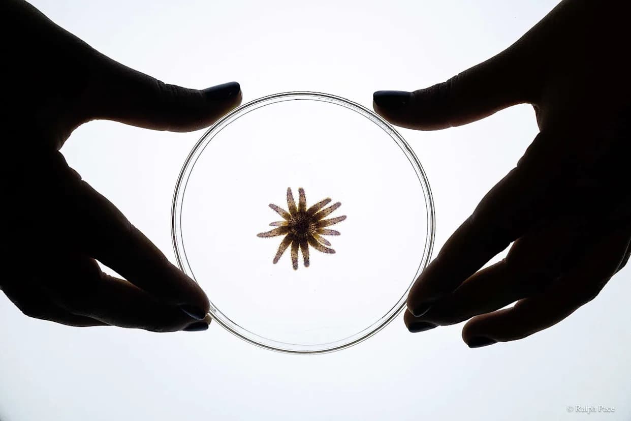 Sunčane zvezde vraćene u more kod Montereyja: ključna pobeda za oporavak kelp-šuma