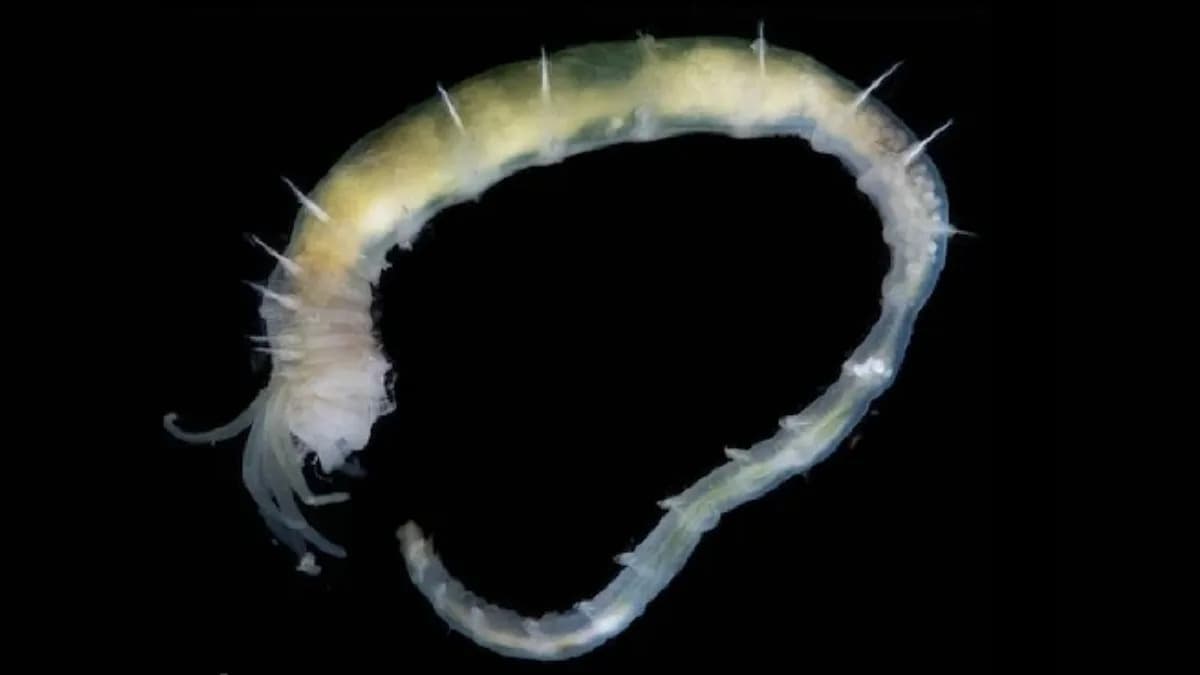 Otkriven Najdublji Gasni Hidrat "Freya" — Bogat Životom Na 3.640 m Ispod Grenlanda