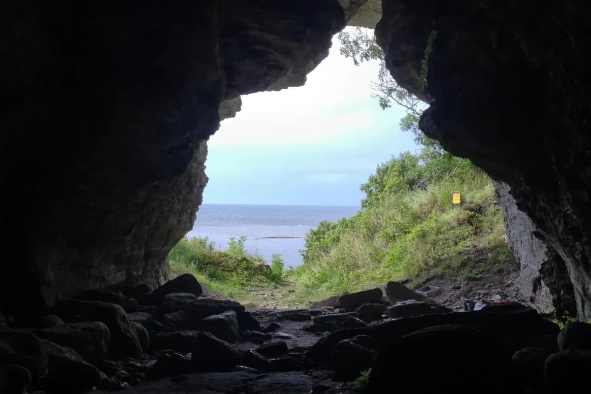 Studija Otkriva: Ljudi Su Negovali Vukove Na Ostrvu Pre 3.000–5.000 Godina