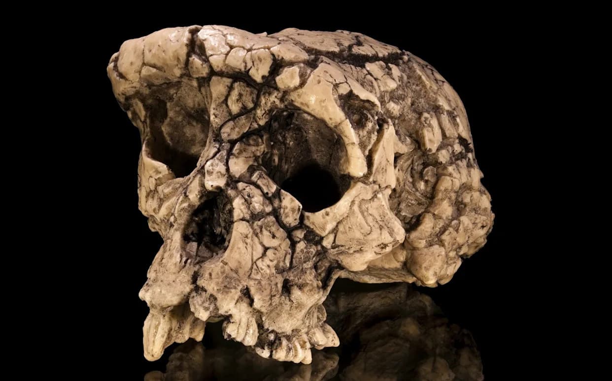 Sahelanthropus tchadensis: Sedam Miliona Godina Star Fosil Koji Bi Mogao Biti Najraniji Predak Čoveka