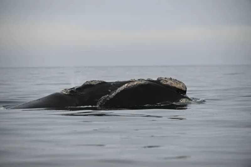 Rekordna Toplota U Okeanima 2025: Deveta Uzastopna Godina Zagrevanja Do 2.000 m
