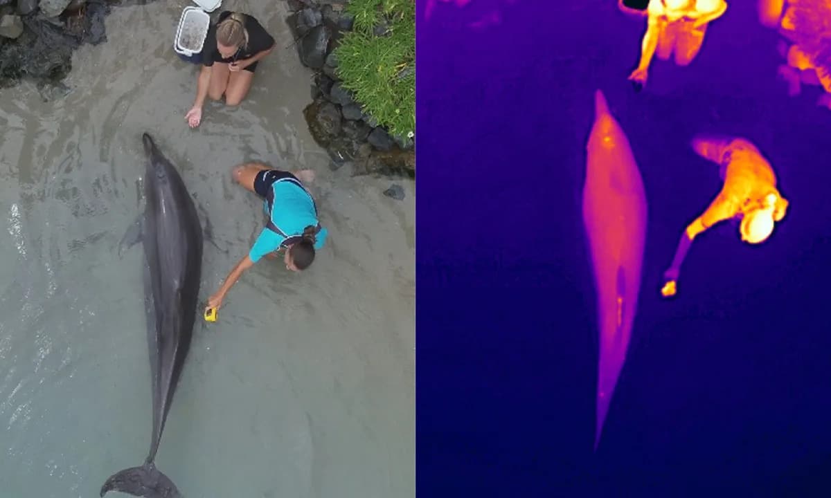 Trik za praćenje delfina bez stresa: Termalni dronovi mere temperaturu i ritam disanja