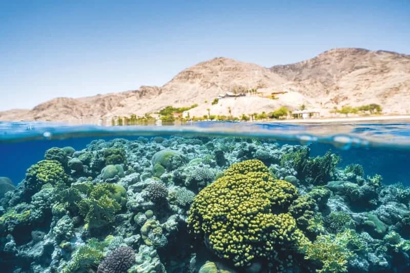 Studija BIU: Meduze i Anemone Pokazuju Najraniju Funkciju Spavanja — Popravka DNK U Neuronima