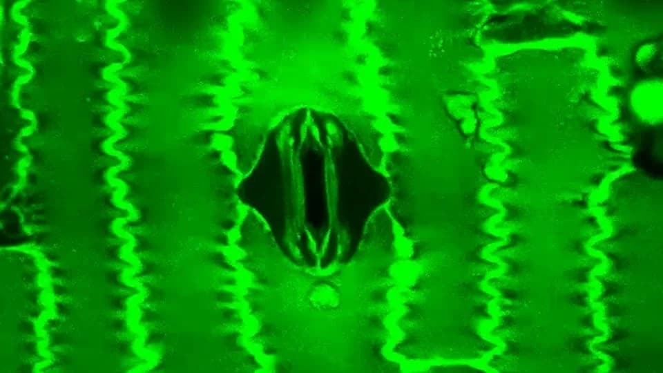 Fascinantan snimak: Stomata In‑Sight snima „disanje“ biljaka u realnom vremenu