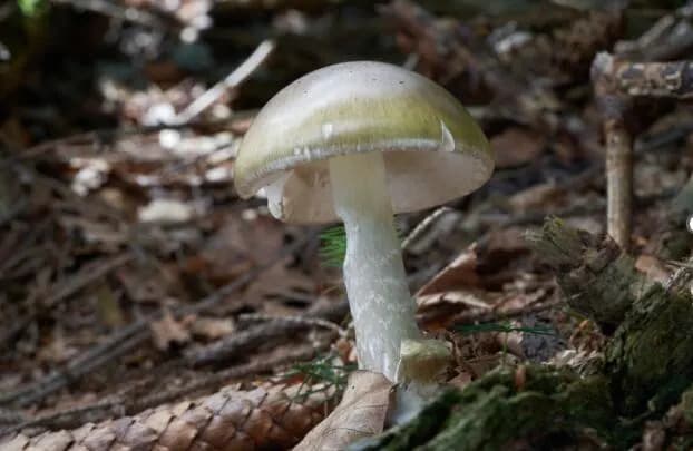 Neviđen talas trovanja gljivom Amanita phalloides u Kaliforniji — 35 obolelih, 3 smrtna slučaja