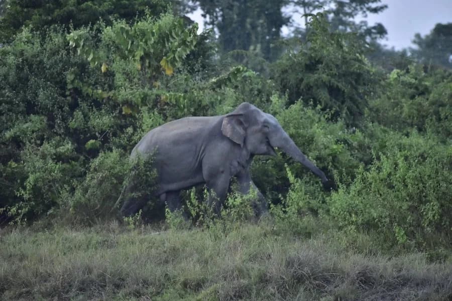 Smrtonosna noćna pohara slona u istočnoj Indiji: najmanje 22 poginula u West Singhbhumu