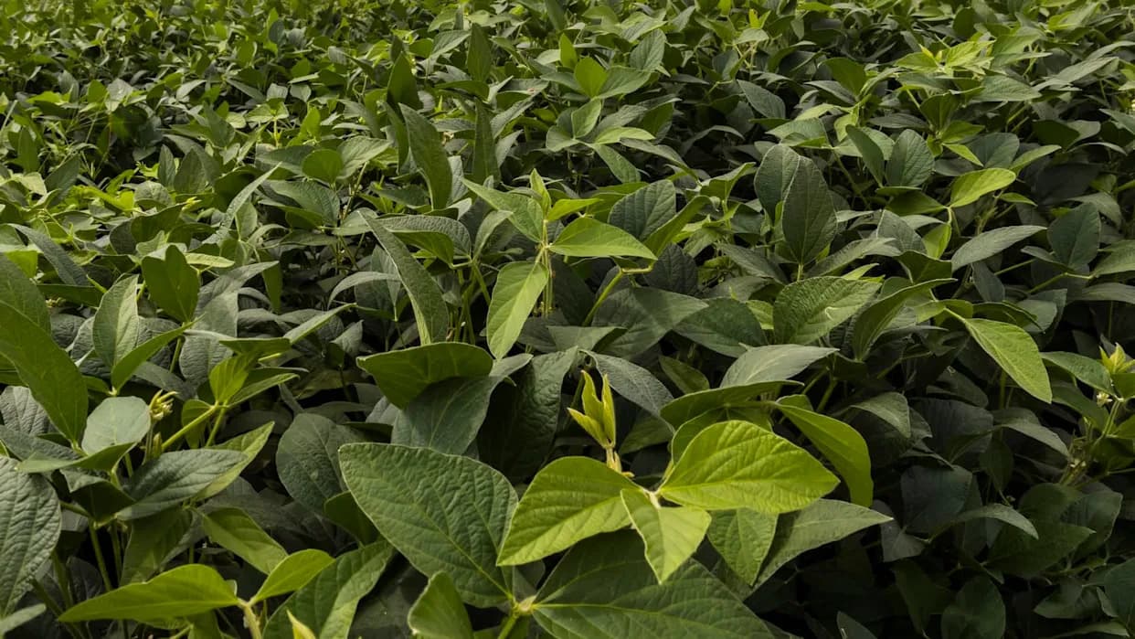 Naučnici Upozoravaju: Hibridne „Megaštetočine“ Otkrivene U Brazilu Mogu Ugroziti Svetsko Snabdevanje Hrane