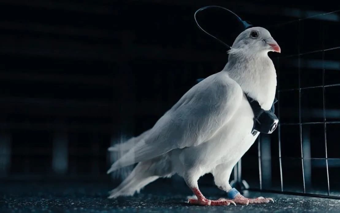 Ruski bio‑dronovi: Kako neuralni čipovi pretvaraju golubove u leteće špijune