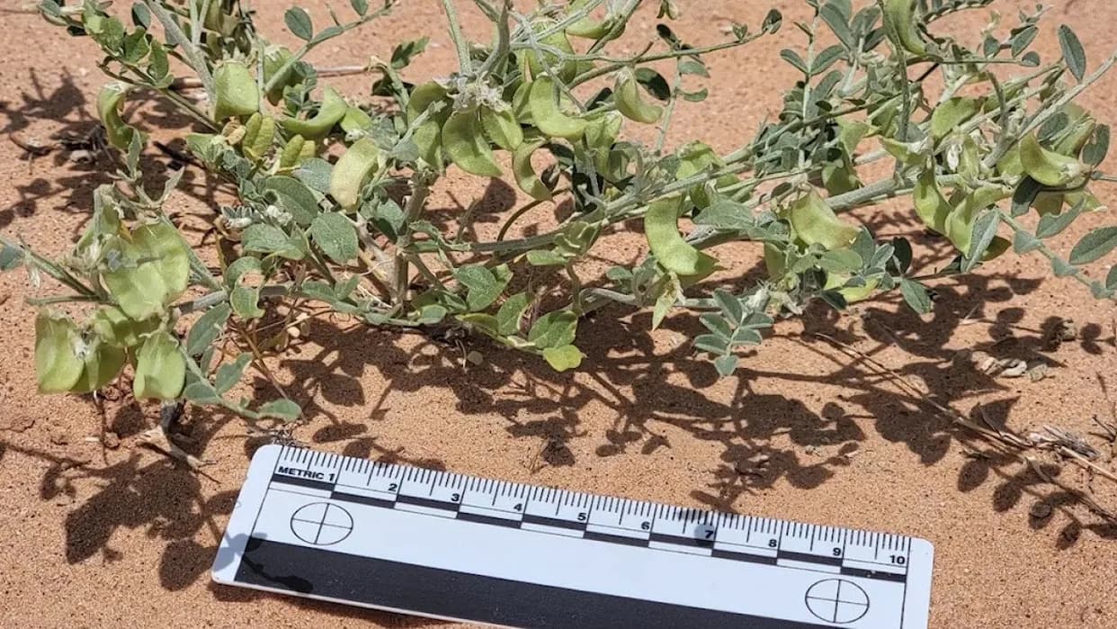 Kako Solarne Farme Mogu Postati Oaze Za Retke Biljke — Primer Gemini Solar Projekta