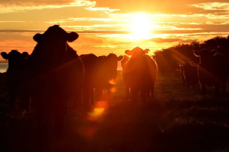 EU Blizu Zaključenja Trgovinskog Sporazuma Sa Australijom — Glavno Pitanje Kvote Za Govedinu