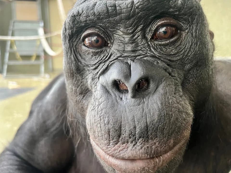 Da Li Se Bonobo Kanzi Može "Pretvarati"? Eksperiment Otkriva Znakove Mašte