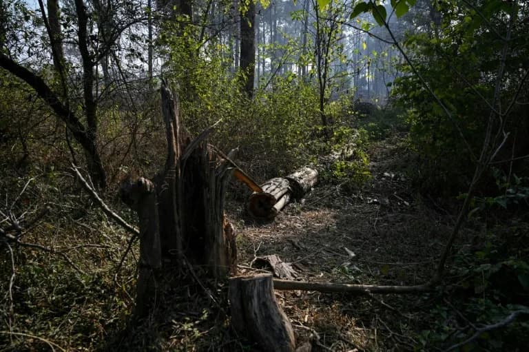 Islamabad bira beton umesto drveća — građani besni, podignute tužbe zbog masovnog krčenja