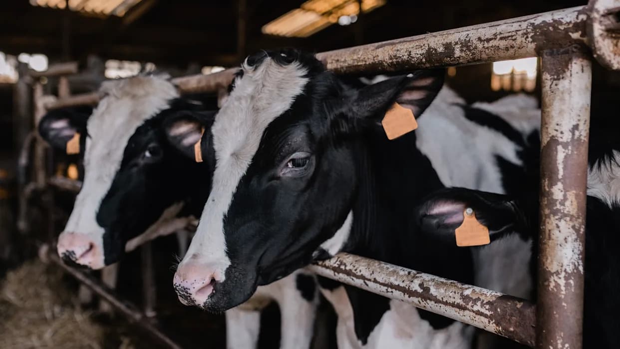 Studija: Krave U Južnoj Americi Trpe Toplotni Stres Većinu Godine — Senka Može Smanjiti Nelagodje Za ~85%