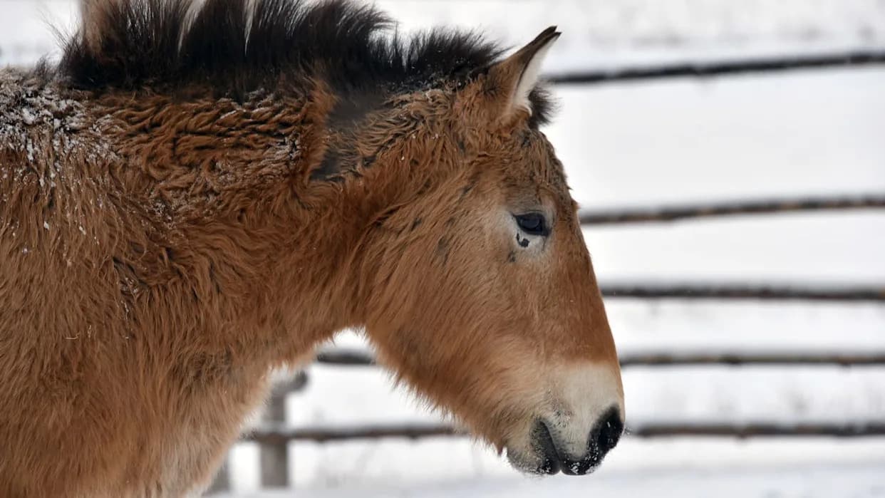 Kako Przewalskijevi Konji Pretvaraju Černobiljsku Zonu Isključenja U Neočekivano Utočište