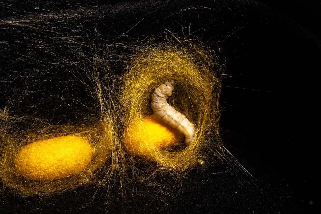 Dudovi svila otkrili gen za duži život — i vi ga takođe imate