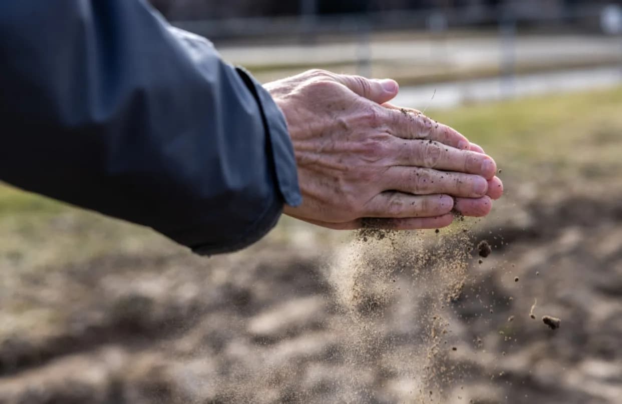 Otkriven Mehanizam Za Duže Korenje: Protein SRFR1 Može Povećati Otpornost Na Sušu