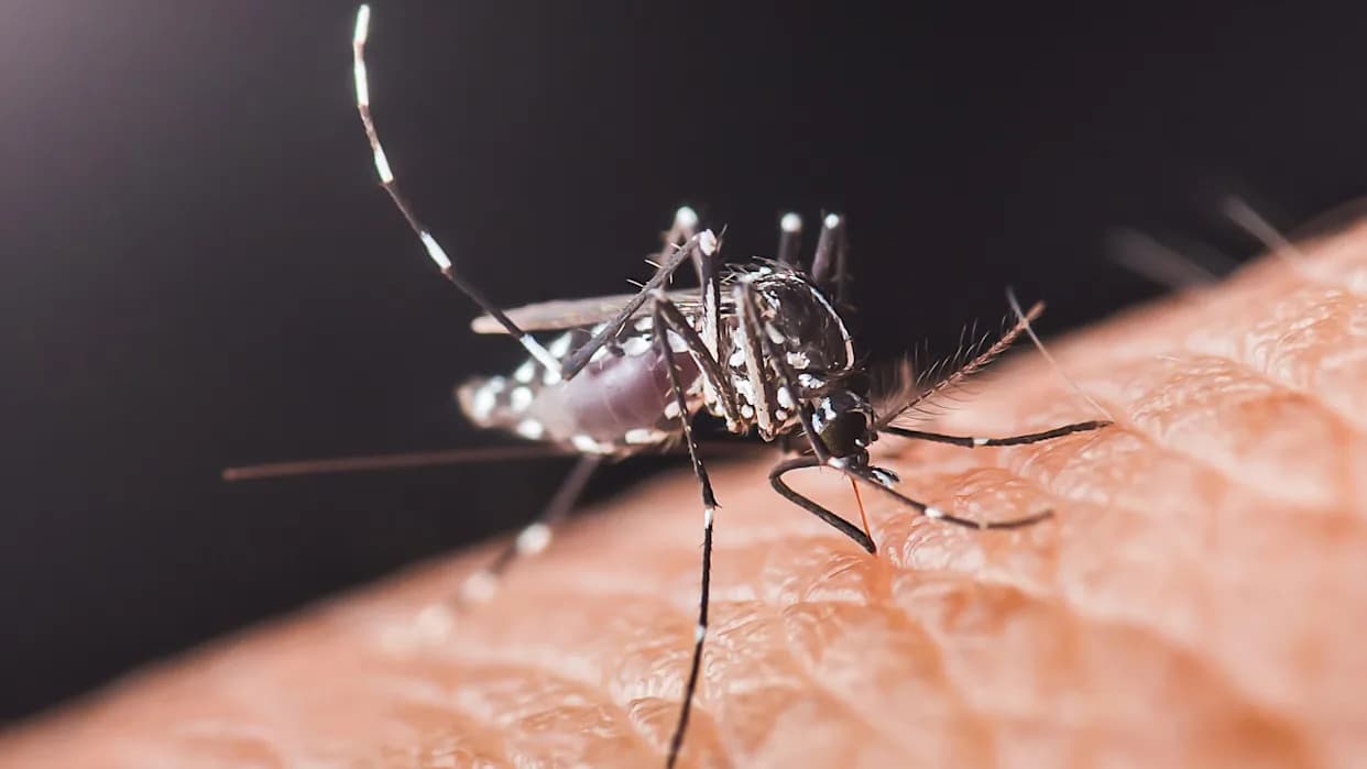 Komarci Su Počeli Da Se Hrane Ljudi Pre Otprilike 1,8 Miliona Godina — Nova Genetska Studija