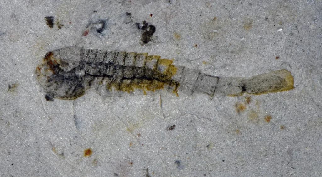 Otkriveno 50.000 Fosila i 91 Nova Vrsta u Jednom Kamenolomu u Kini — Huayuan Biota Osvetljava Oporavak Posle Sinsk Događaja