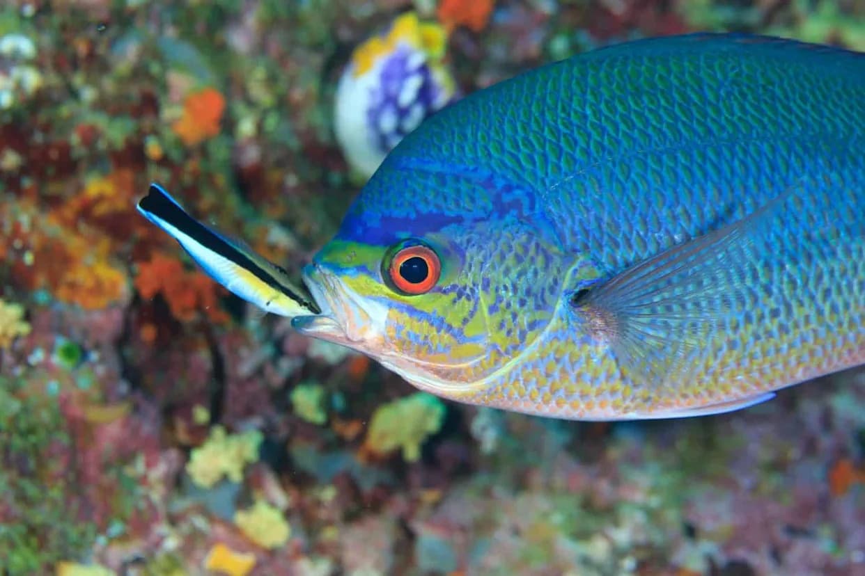 Zašto je čistač‑kljunac (Labroides dimidiatus) možda „genije“ koralnih grebena
