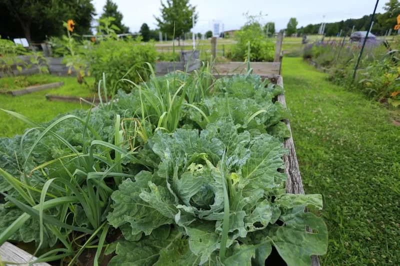 Naučnici Otkrili „Nevidljivi Jezik“ Biljaka: Kako Raznolikost Menja Oblak Mirisa
