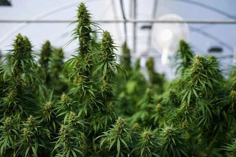 Veliki pregled u The Lancet: Medicinski kanabis pokazuje malo dokaza za većinu mentalnih poremećaja