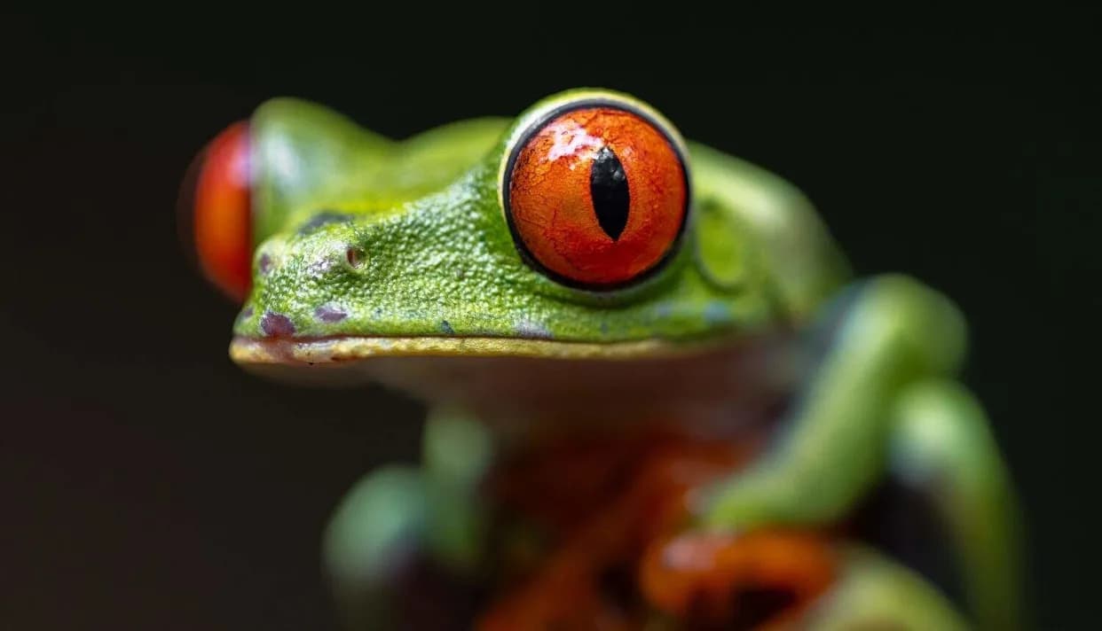 Dve "Skrivene" Vrste Iza Svake Poznate? Novo Istraživanje Otkriva Ogroman Broj Kriptičnih Vrsta