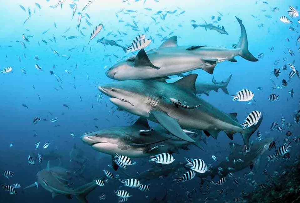 Imaju Li Bik Ajkule Prijatelje? Nova Studija Otkriva Njihove Skrivene Društvene Mreže