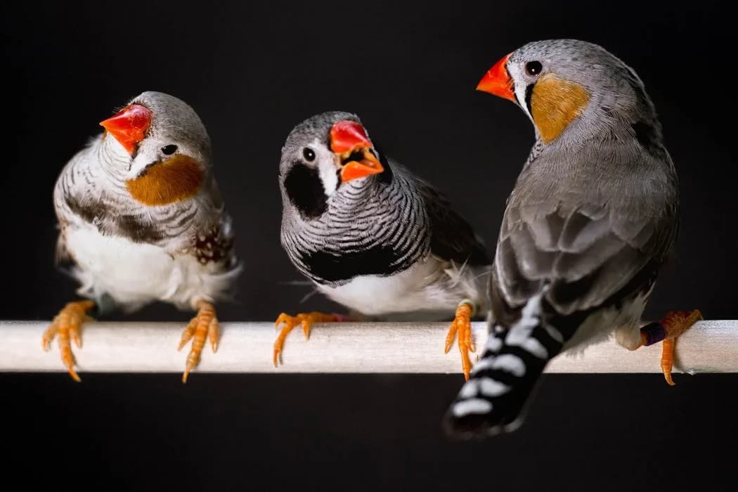 Ljudi i životinje često vole iste zvuke — novo istraživanje otkriva iznenađujuće slaganje