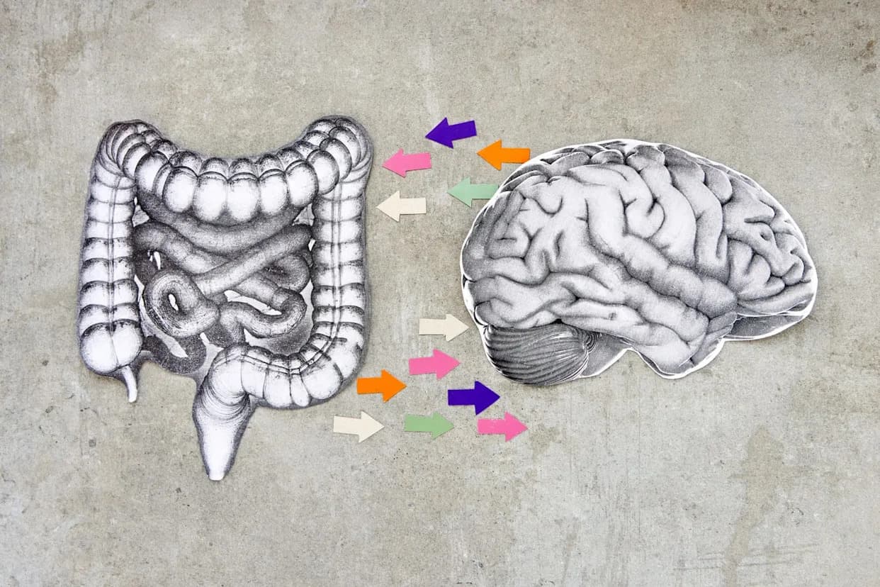 Kako Creva Mogu Sačuvati Pamćenje: Novi Dokazi O Vagus Nervu I Mikrobiomu