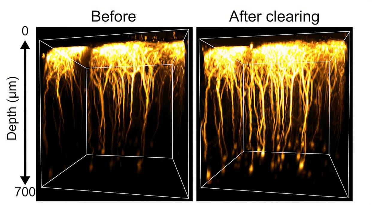 Naučnici Napravili Žive Mozgove Prozirnim: SeeDB‑Live Otvara Novi Prozor u Aktivne Neuronske Mreže