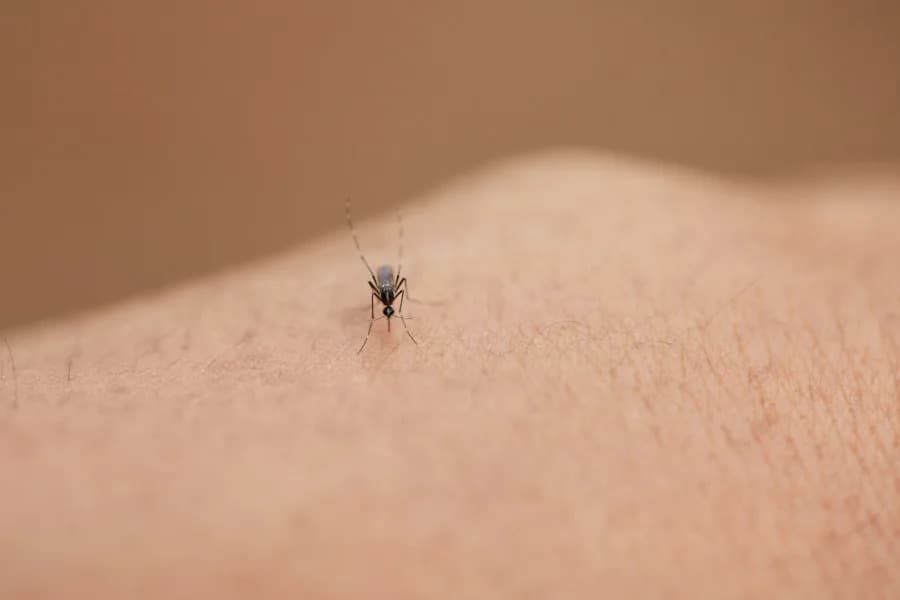 CDC Izdao Upozorenje Za Putovanja: Porast Slučajeva Denge U Nekim Zemljama