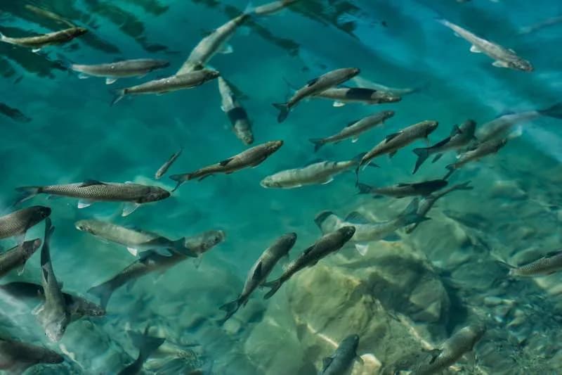 Biljka „sunđer“ pomaže, ali ne rešava: Antibiotici u reci Piracicaba, sedimentu i ribama