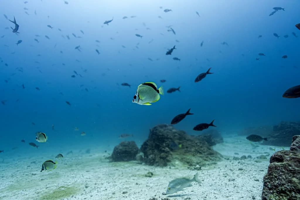 Otkriveno 24 Nove Dubokomorske Vrste: Među Njima Potpuno Nova Nadfamilija koja Menja Stablo Života